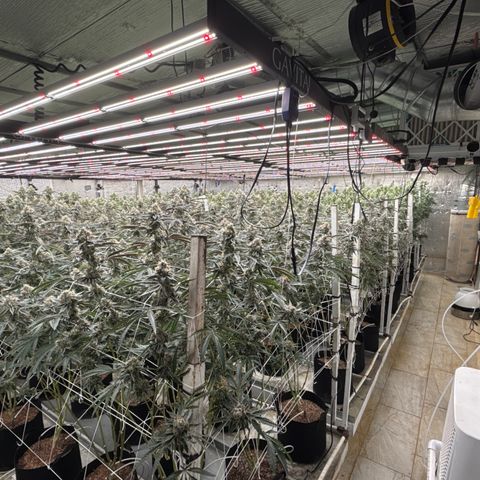 LCG09 growlog timeline photo