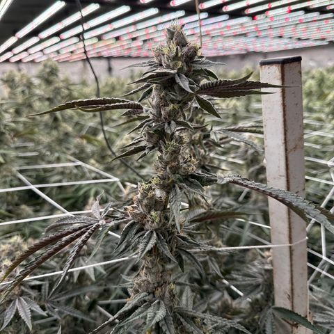 LCG09 growlog timeline photo