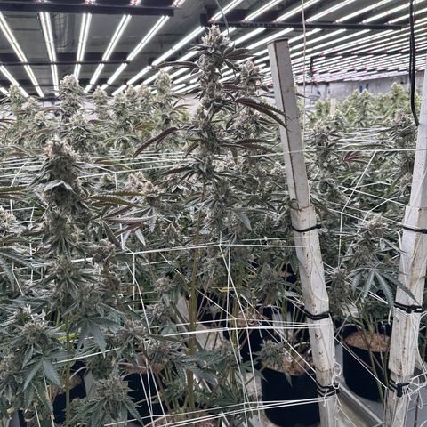 LCG09 growlog timeline photo