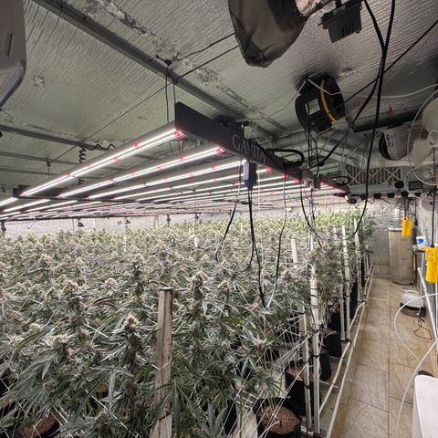 LCG09 growlog timeline photo