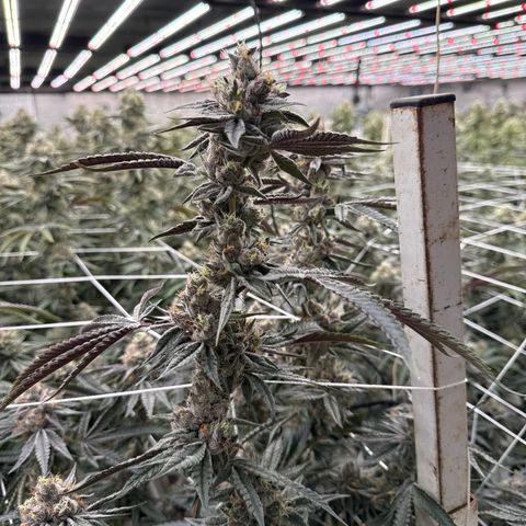 LCG09 growlog timeline photo