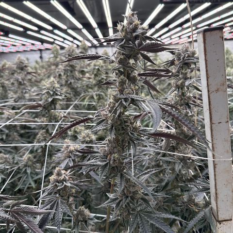 LCG09 growlog timeline photo