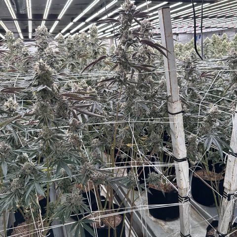 LCG09 growlog timeline photo
