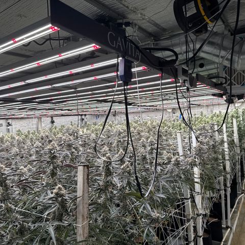 LCG09 growlog timeline photo