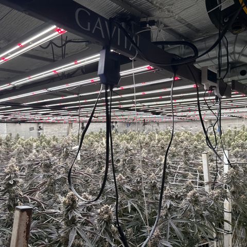 LCG09 growlog timeline photo