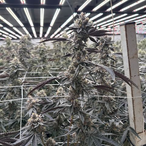 LCG09 growlog timeline photo