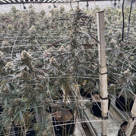 LCG09 growlog timeline photo