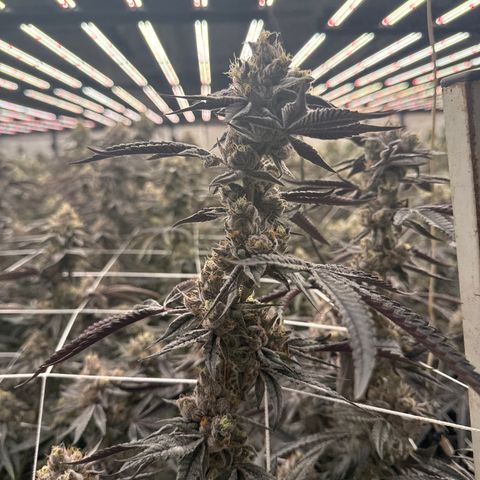 LCG09 growlog timeline photo