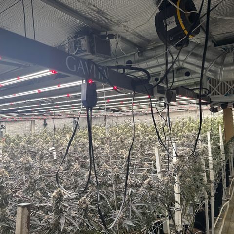 LCG09 growlog timeline photo