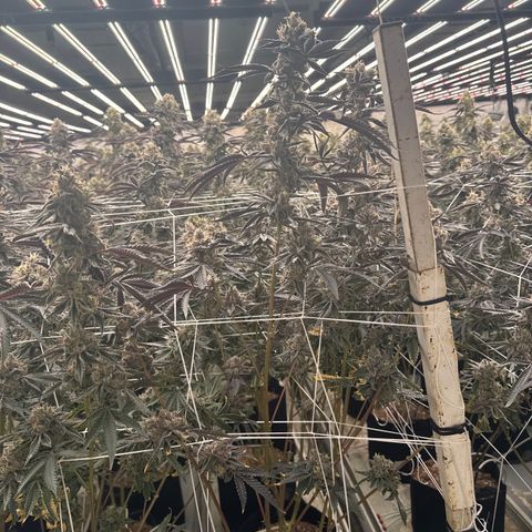 LCG09 growlog timeline photo