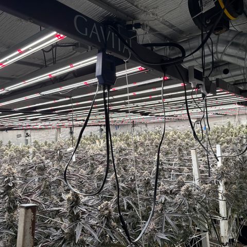 LCG09 growlog timeline photo