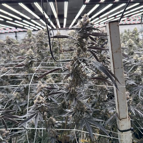 LCG09 growlog timeline photo
