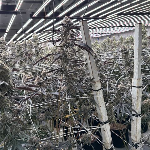 LCG09 growlog timeline photo