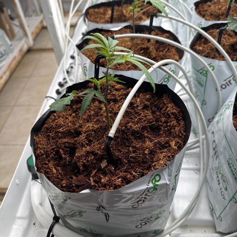 LCG09 growlog timeline photo