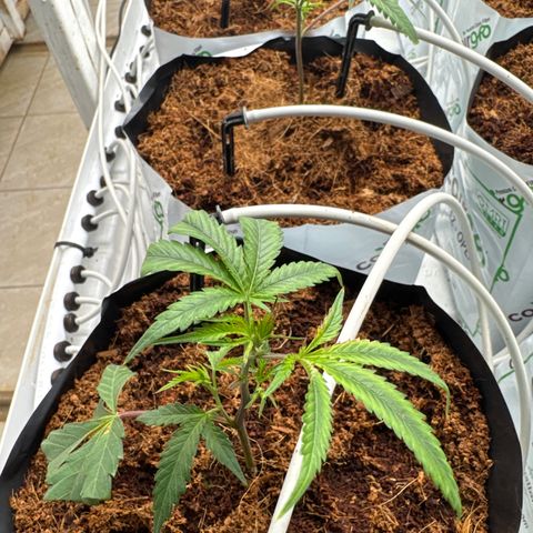 LCG09 growlog timeline photo