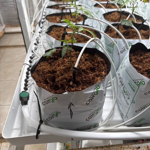 LCG09 growlog timeline photo