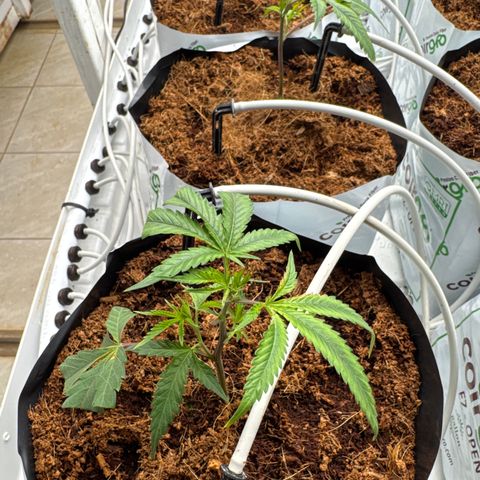 LCG09 growlog timeline photo