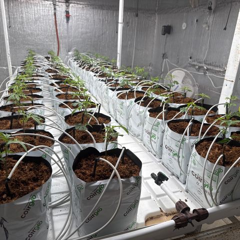 LCG09 growlog timeline photo