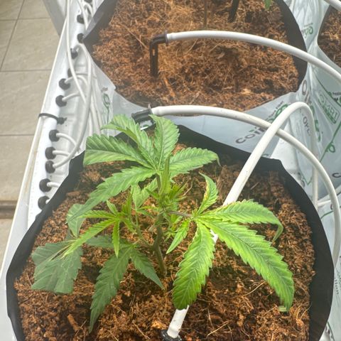 LCG09 growlog timeline photo