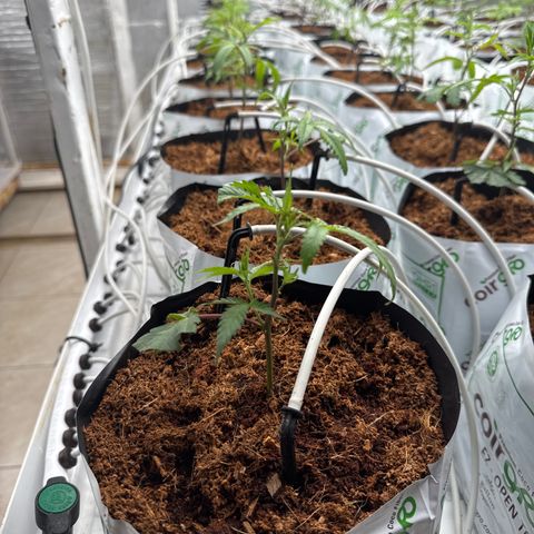 LCG09 growlog timeline photo