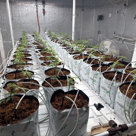 LCG09 growlog timeline photo