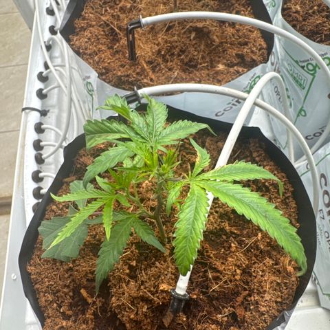 LCG09 growlog timeline photo