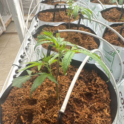 LCG09 growlog timeline photo