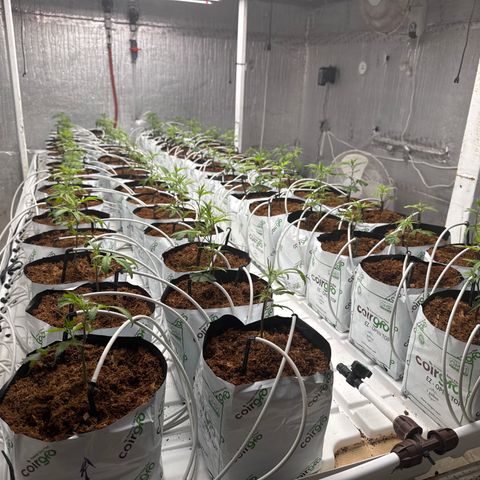 LCG09 growlog timeline photo