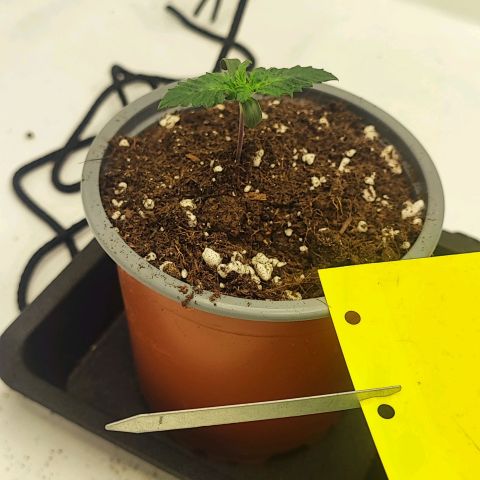 Blackberry Rocks growlog timeline photo