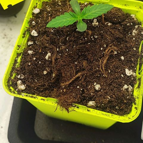 Cherry Mac Muffin growlog timeline photo