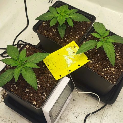 Original OZ growlog timeline photo