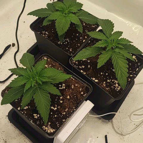 Original OZ growlog timeline photo