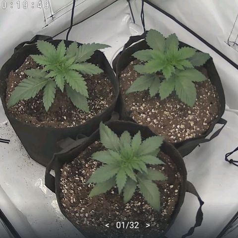 Original OZ growlog timeline photo