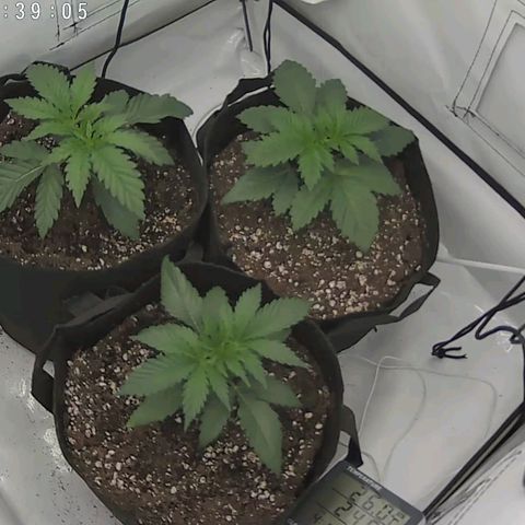 Original OZ growlog timeline photo
