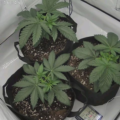 Original OZ growlog photo: Erste OZ
Zweite Links Cherry Mac Muffin
Dritte Rechts Blackberry Rocks