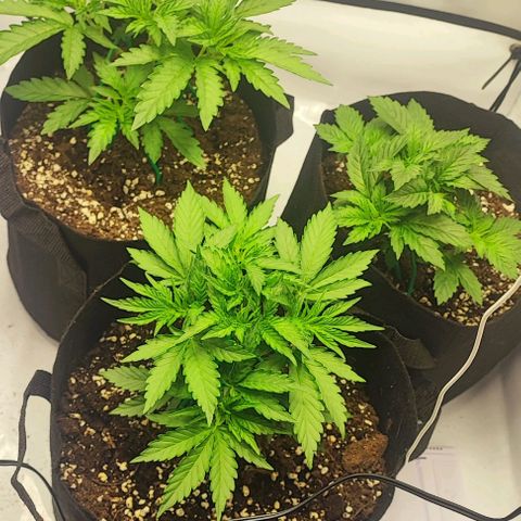 Original OZ growlog timeline photo