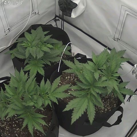 Original OZ growlog timeline photo