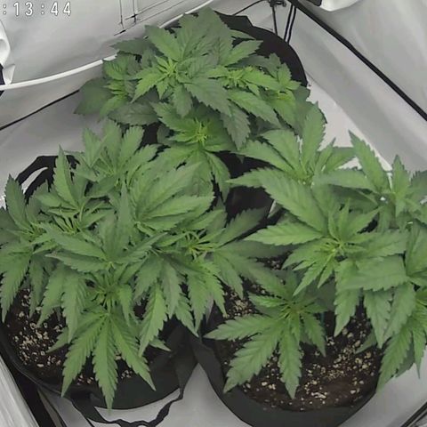 Original OZ growlog timeline photo