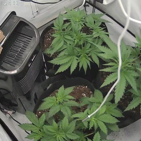 Original OZ growlog timeline photo