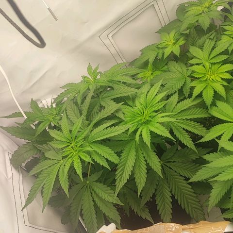 Original OZ growlog timeline photo