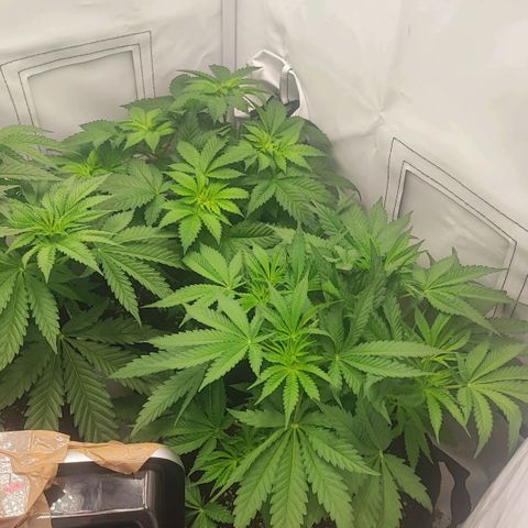 Original OZ growlog timeline photo