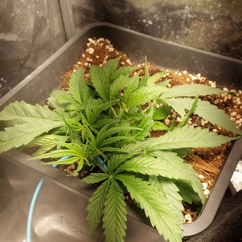 Green gelato growlog timeline photo