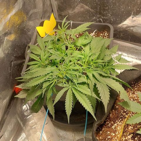 Green gelato growlog timeline photo