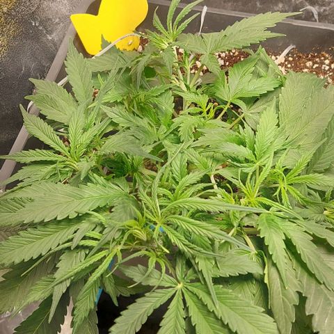 Green gelato growlog timeline photo