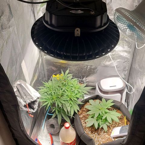 Green gelato growlog timeline photo