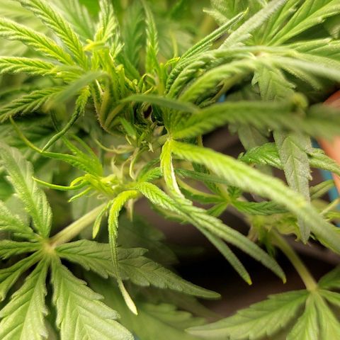 Green gelato growlog timeline photo