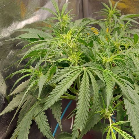 Green gelato growlog timeline photo