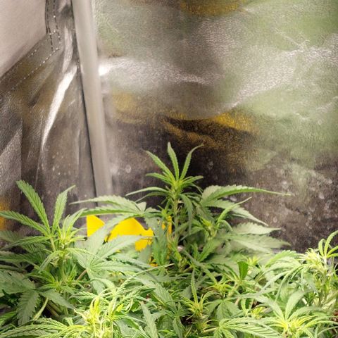 Green gelato growlog timeline photo