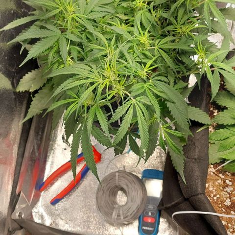 Green gelato growlog timeline photo