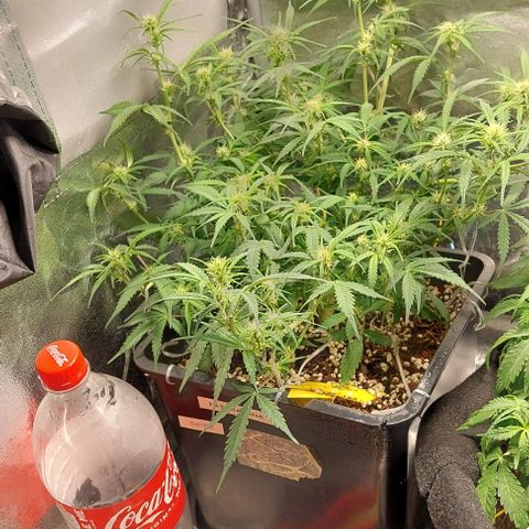 Green gelato growlog timeline photo